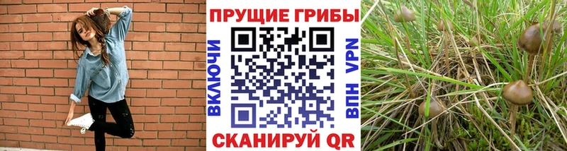 Псилоцибиновые грибы Psilocybine cubensis  МЕГА ссылка  Находка 